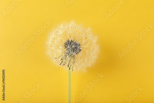 Dandelion seed head on color background  close up