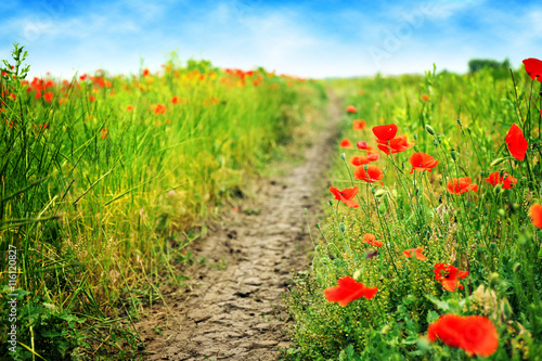 Fototapeta Naklejka Na Ścianę i Meble -  Beautiful landscape with wild red poppies on summer day