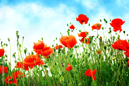 Fototapeta Naklejka Na Ścianę i Meble -  Beautiful wild red poppies on summer day