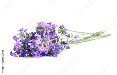 Beautiful lavender on white background