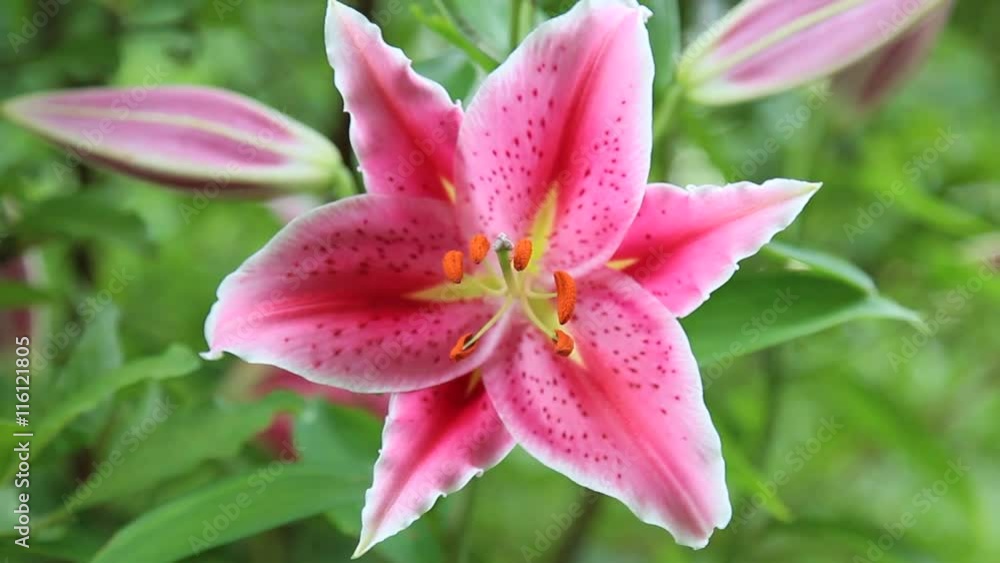 Tiger Lilies in a garden Tiger Lilies in a garden
