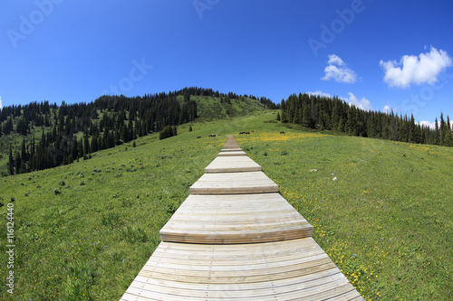 beautiful wooden boardwalk staircase hiking trail lead to forest