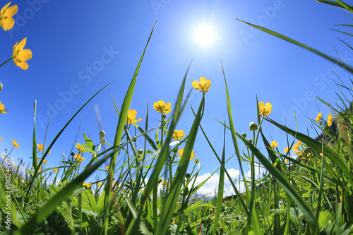 beautiful grass and flowers under blue sky