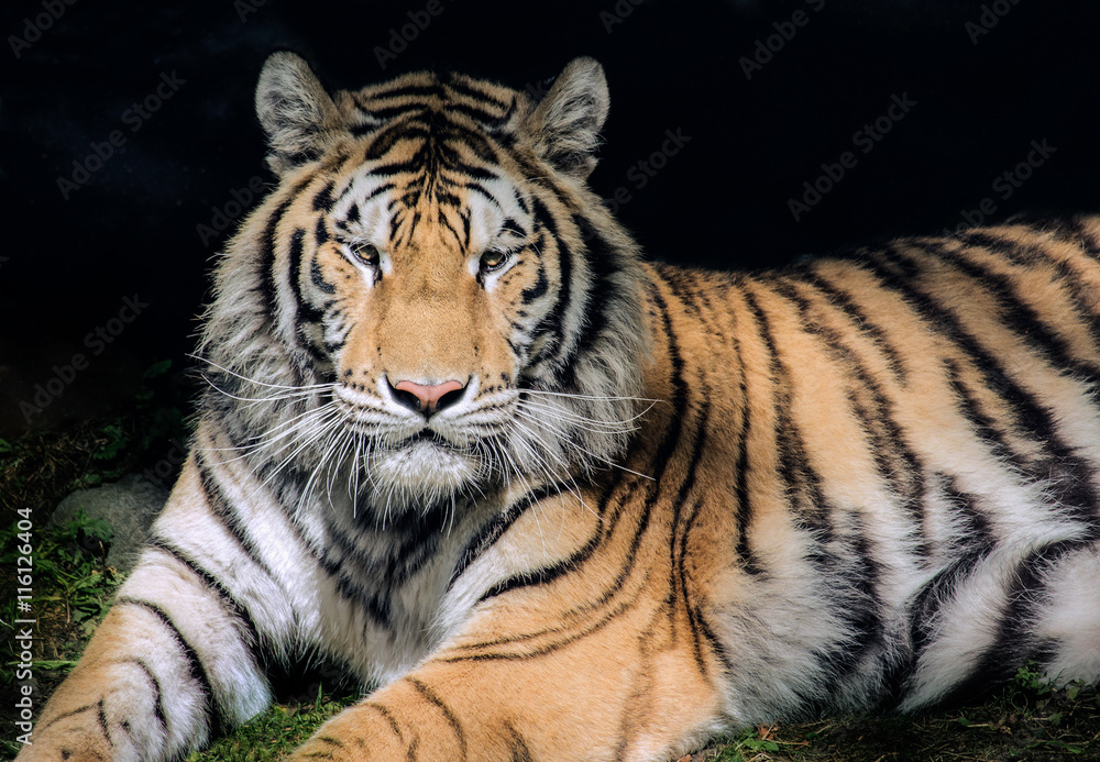 bengal tiger lying in the shade
