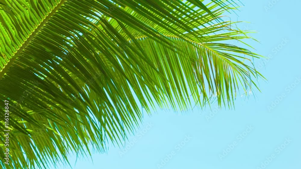 Video 1920x1080 - A light breeze rustles the palm fronds on sky background. Thailand Video 1920x1080 - A light breeze rustles the palm fronds on sky background. Thailand