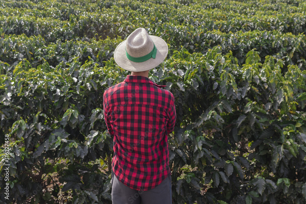 Farmer or agronomist with hat looking the coffee plantation field at farm