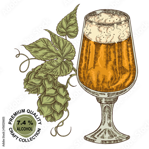 Hand drawn beer glass with hops plant. Alcohol drink sketch 