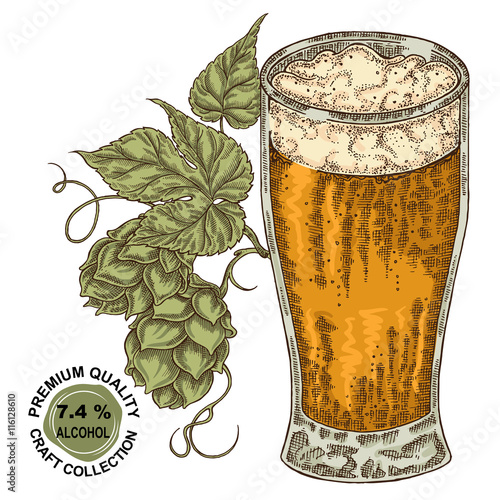 Hand drawn beer glass with hops plant. Alcohol drink sketch