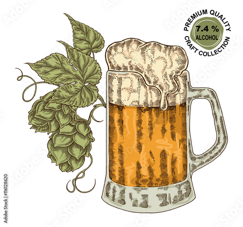 Hand drawn beer glass with hops plant. Alcohol drink sketch 