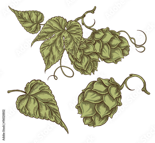 Hand drawn hops plant in vintage style. Vector illustration 