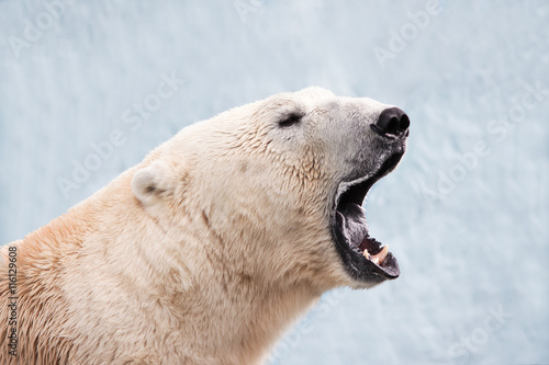 Самец белого медведя широко открыл пасть. Портрет белого медведя в профиль © alenuka