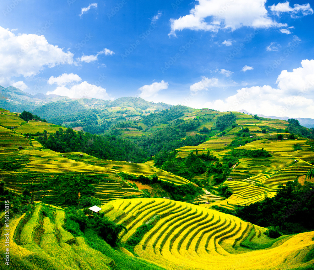Rice fields in Vietnam Rice fields in Vietnam