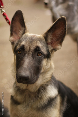 cute sad puppy German shepherd