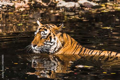 Fototapeta Naklejka Na Ścianę i Meble -  Royal Bengal Tiger (T-24 Ustaad)