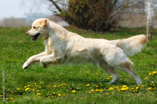 Happy dog Golden Retriever jumps