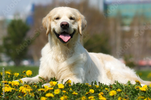 happy dog breed Golden Retriever