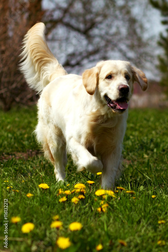 happy dog Golden Retriever quietly jogger