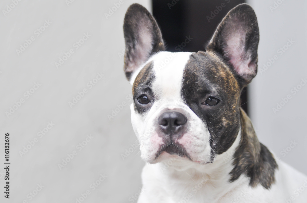 Fototapeta premium absent-minded French bulldog or French bulldog