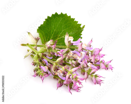Foto Salvia sclarea, clary, or clary sage