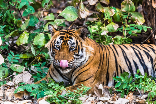 Fototapeta Naklejka Na Ścianę i Meble -  Royal Bengal Tiger (T-24 Ustaad)