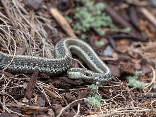 Northwestern Garter Snake Closeup