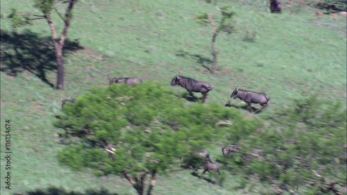 Fast Flight With Wildebeest photo