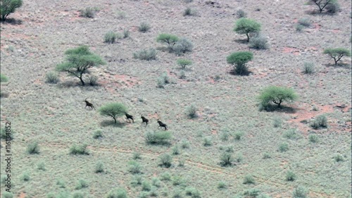 Sable Antelope