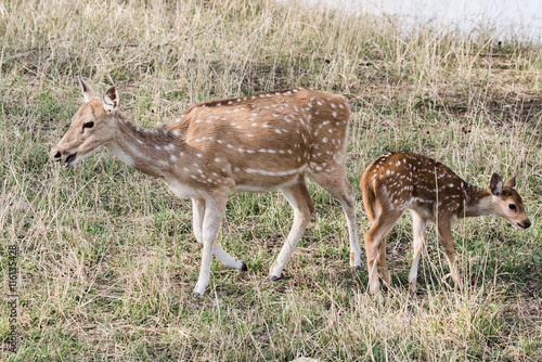 Fawn of Spotted Deer
