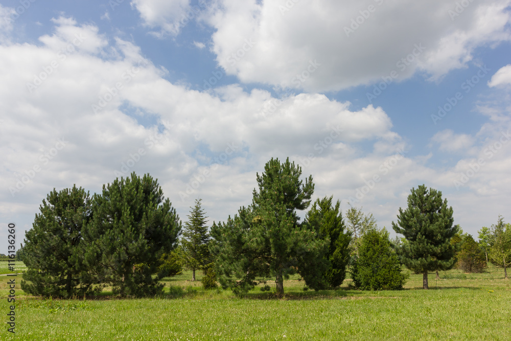 Baumschule, Bäume, Pflanzung auf dem Feld