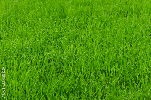 View of Young rice sprout ready to growing in the rice field © evegenesis