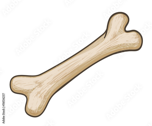 cartoon dog bone on white. vector illustration
