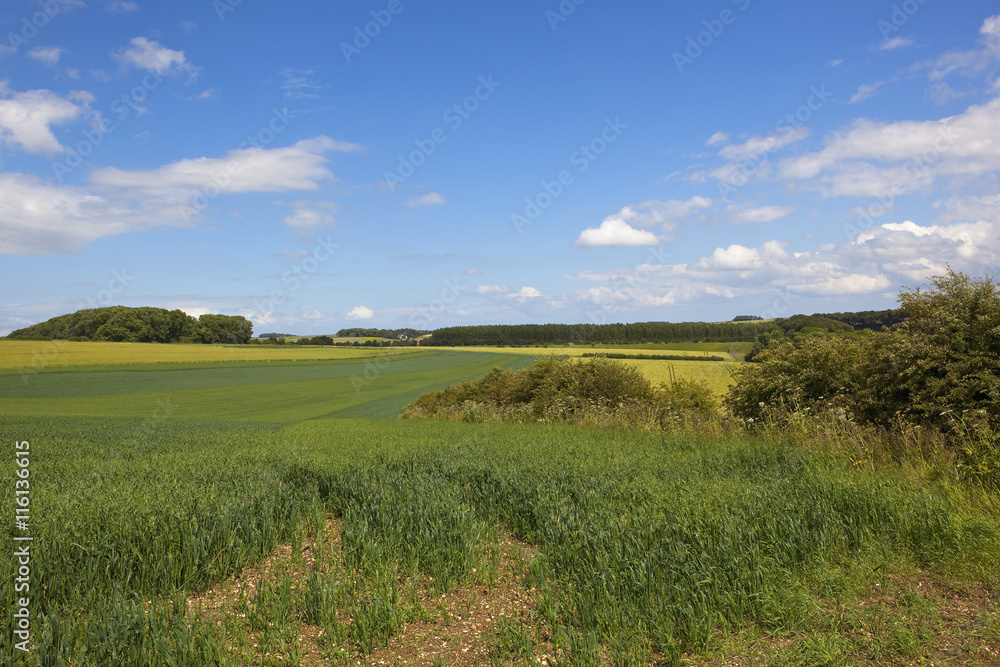 oat fields in the yorkshire wolds