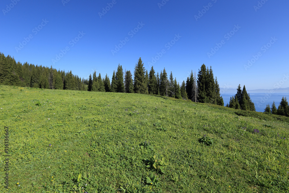 Fototapeta premium beautiful green grass and forest under blue sky