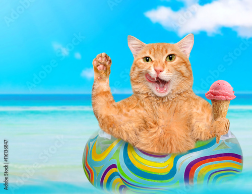 Cat  relaxing on air mattress in the sea . Red cat eats ice cream.