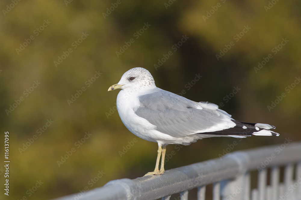 Obraz premium Seagull in profile closeup