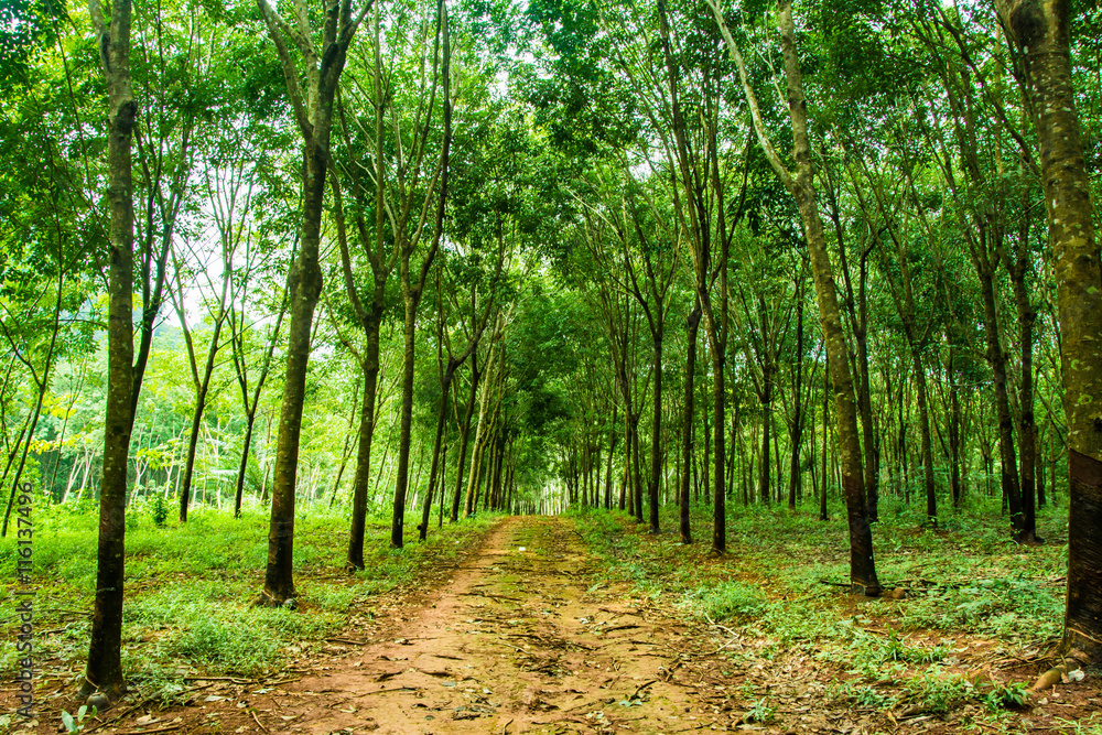 Enchanting Forest Lane in a Rubber Tree Plantation Concept Enchanting Forest Lane in a Rubber Tree Plantation Concept