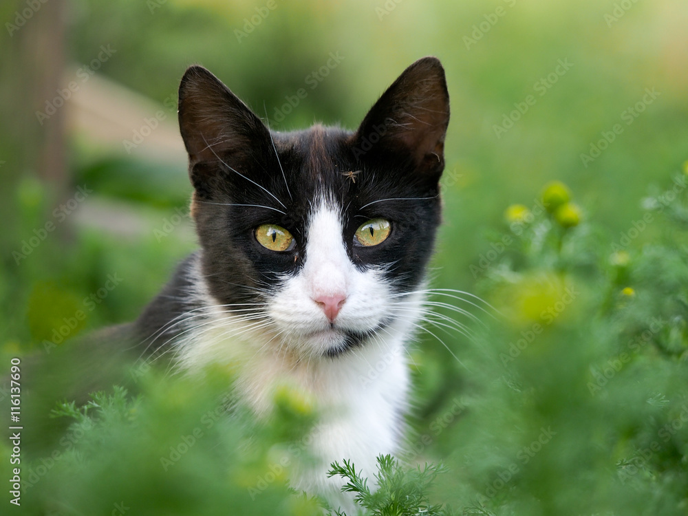 Fototapeta premium Black and white cat in the green grass. In cat muzzle sitting mosquito