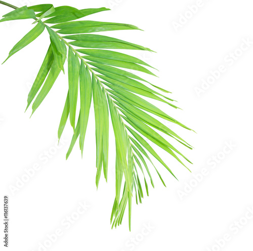 Fototapeta Naklejka Na Ścianę i Meble -  Green palm leaf isolated on white background