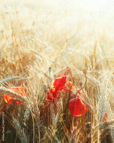 Fototapeta Naklejka Na Ścianę i Meble -  Roggen im Sonnenlicht