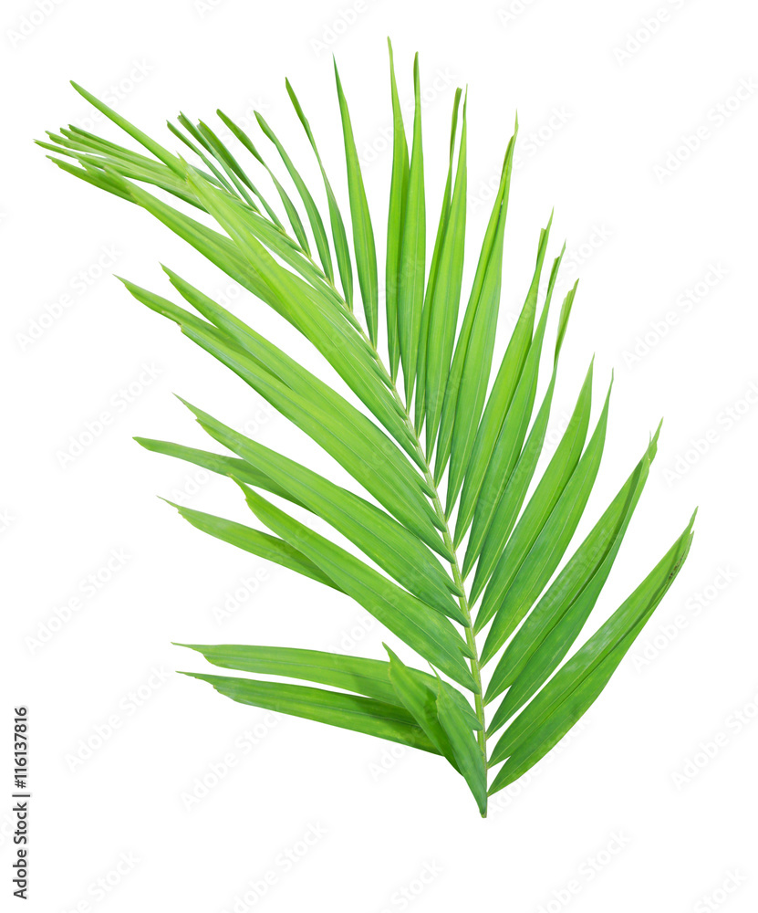 Naklejka premium Green palm leaf isolated on white background