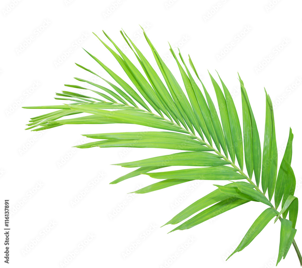 Green palm leaf isolated on white background Green palm leaf isolated on white background