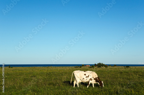 Coastal pasture land with one grazing cow