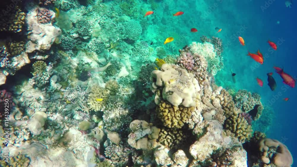 Coral and fish in the Red Sea. In front is Klunzinger's Wrasse (Thalassoma rueppellii)Also known as Lunate-tailed Wrasses, in background coral garden and blue sea with other coral fish. Safaga, Egypt. Coral and fish in the Red Sea. In front is Klunzinger's Wrasse (Thalassoma rueppellii)Also known as Lunate-tailed Wrasses, in background coral garden and blue sea with other coral fish. Safaga, Egypt.
