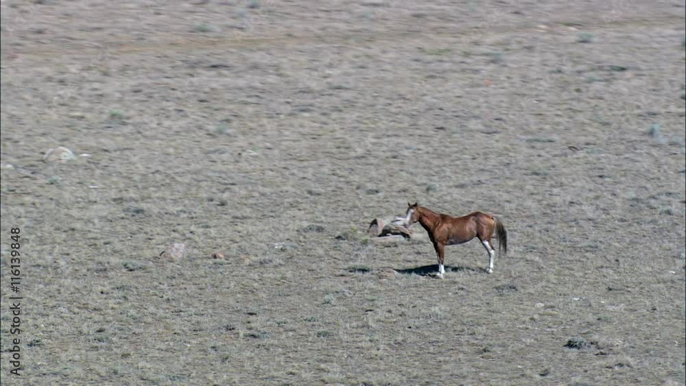 Lone Mustang, Landscape Lone Mustang, Landscape