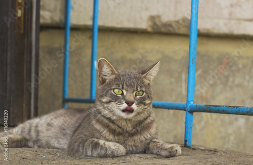 Cat with its pink tongue hanging out. Gray stray cat in yard. Cat needs home photo