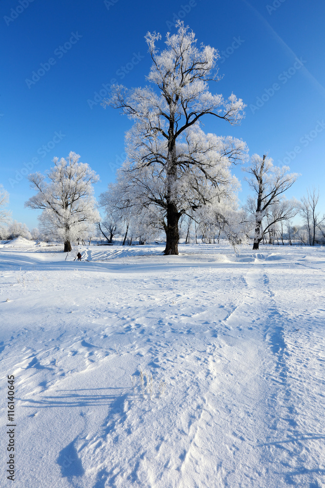 Fototapeta premium oaks in hoarfrost