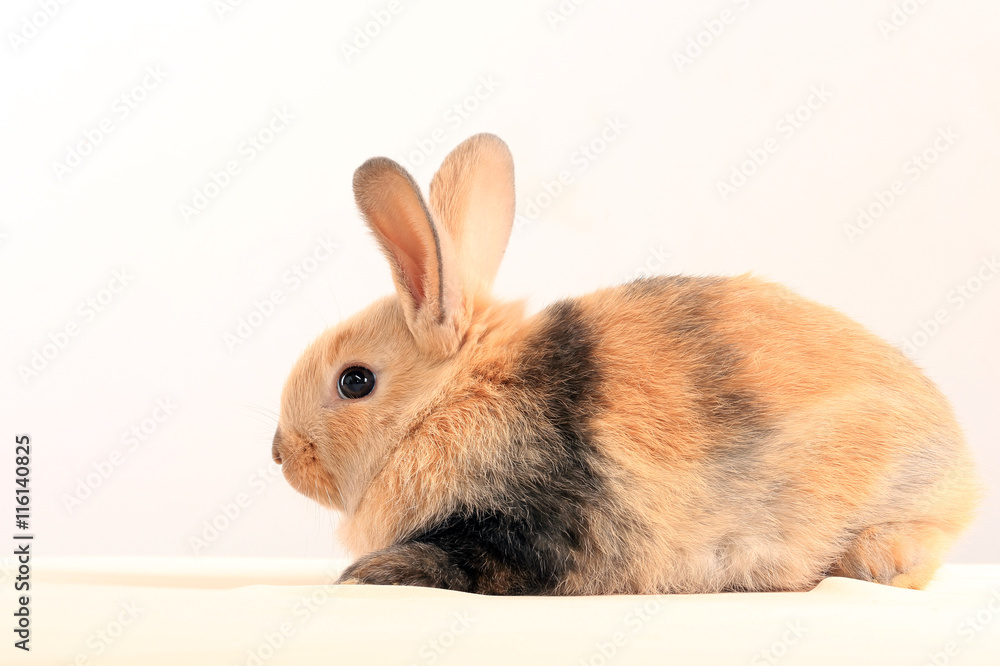 Obraz premium bunny rabbit