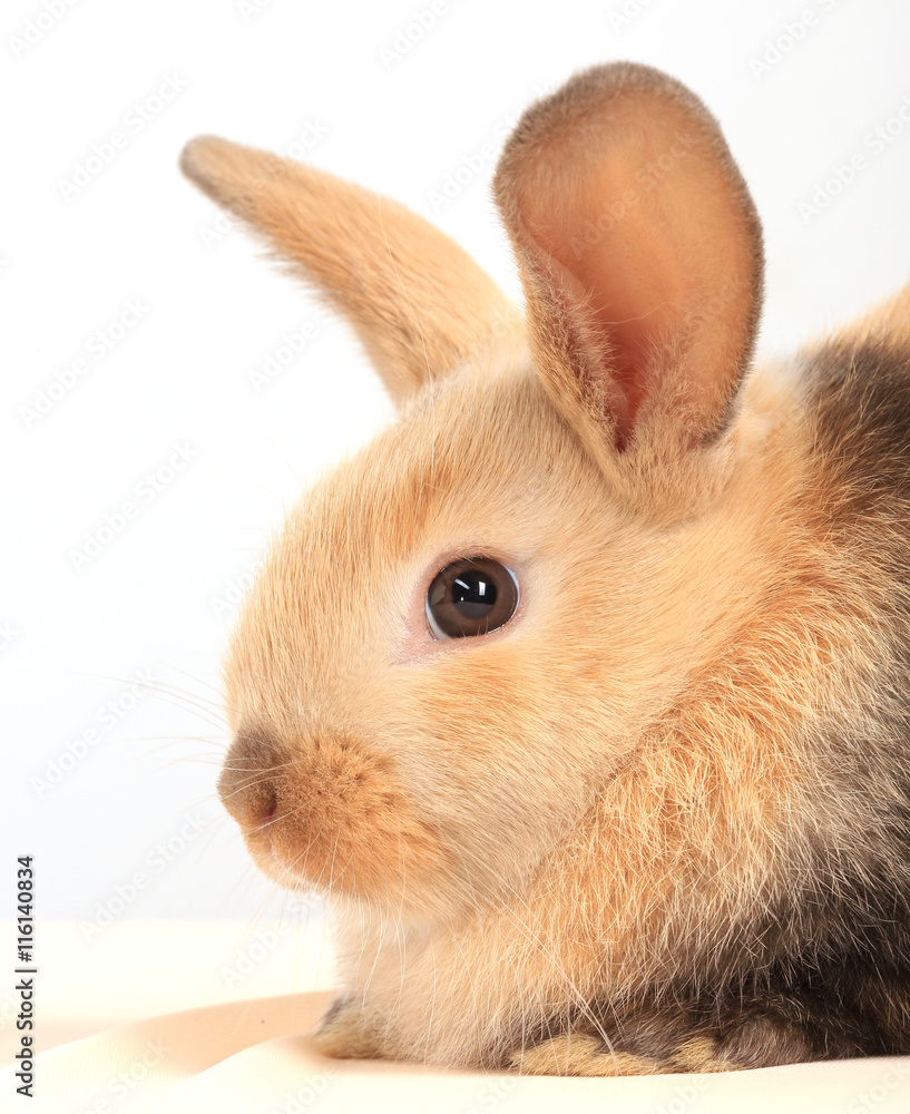 Obraz premium bunny rabbit