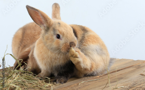 pair of rabbits