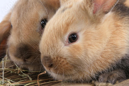 pair of rabbits